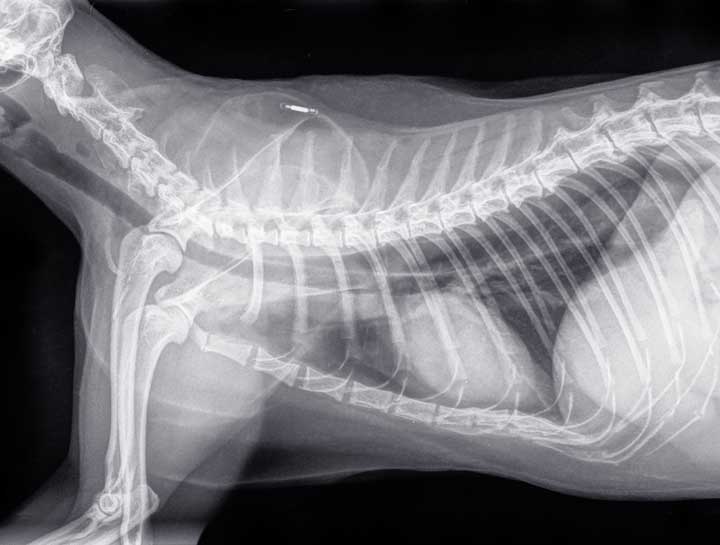 Pet microchip on xray